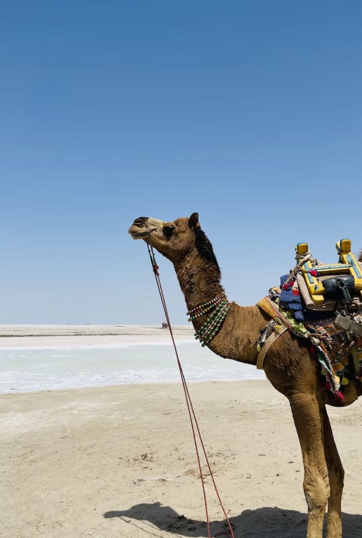 Rann of kutch