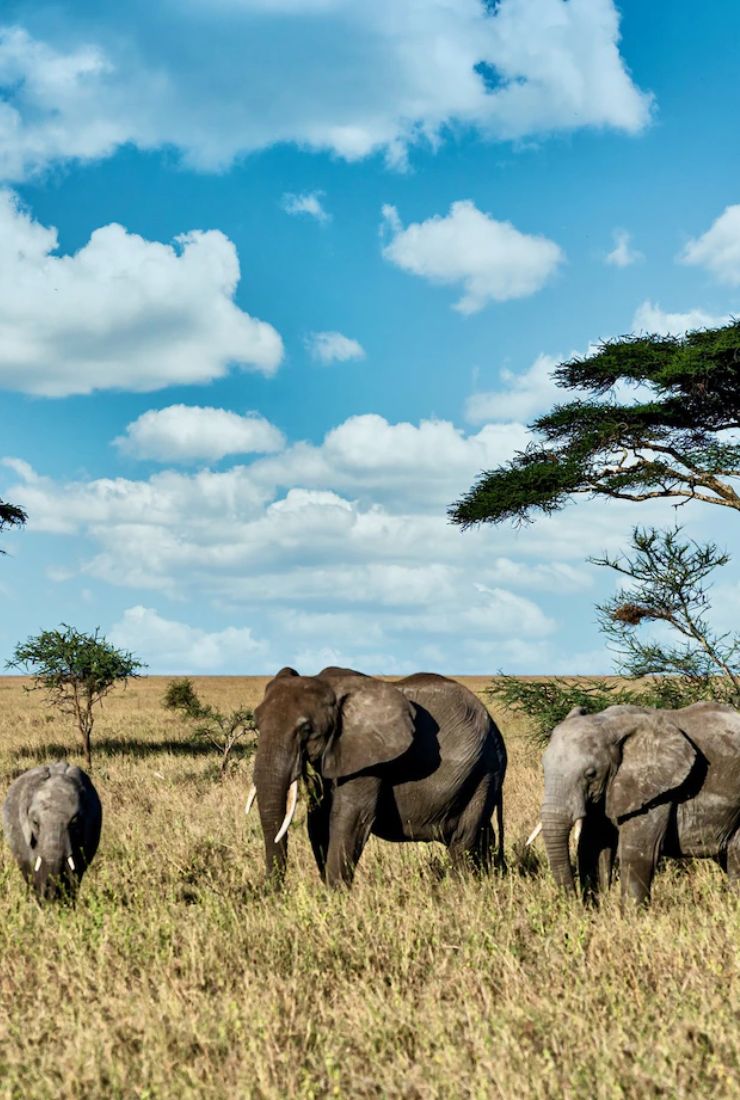 south Africa